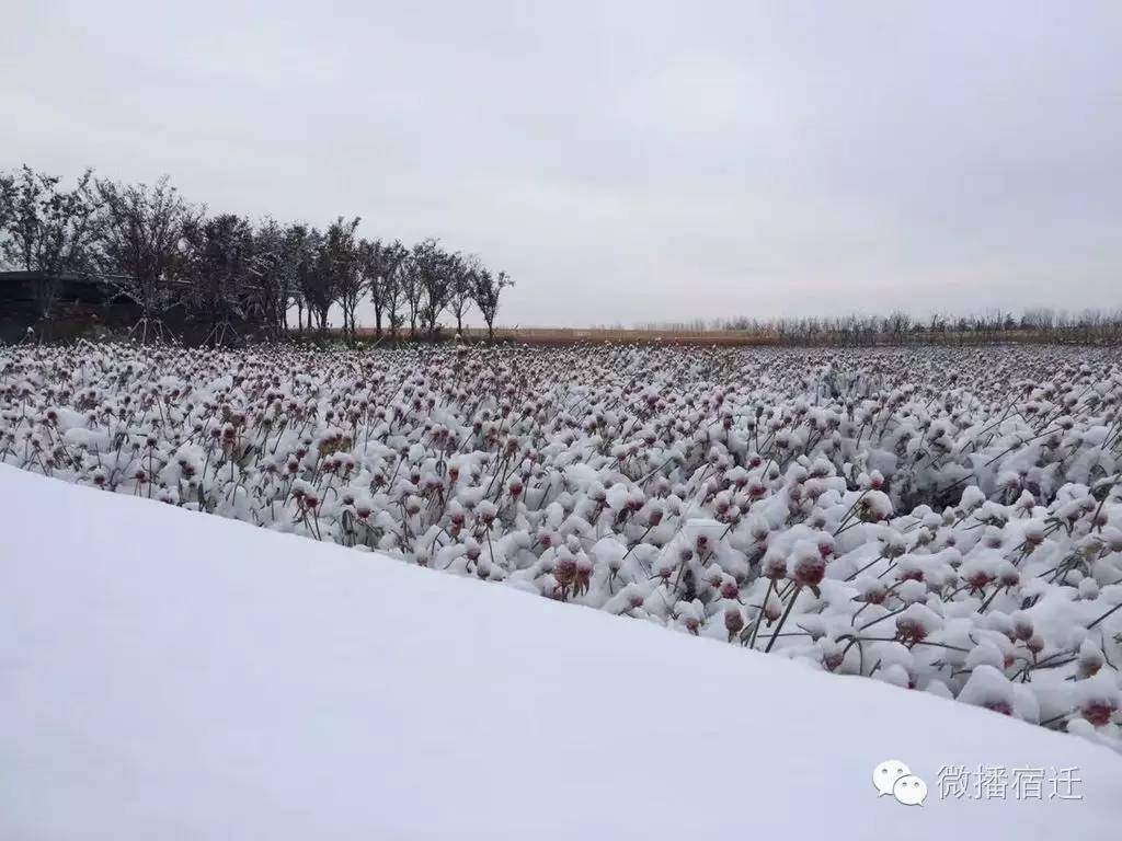 雪中宿迁，素颜都美到窒息！