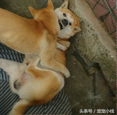 黄狗白面和柴犬对比,黄狗白面对比柴犬