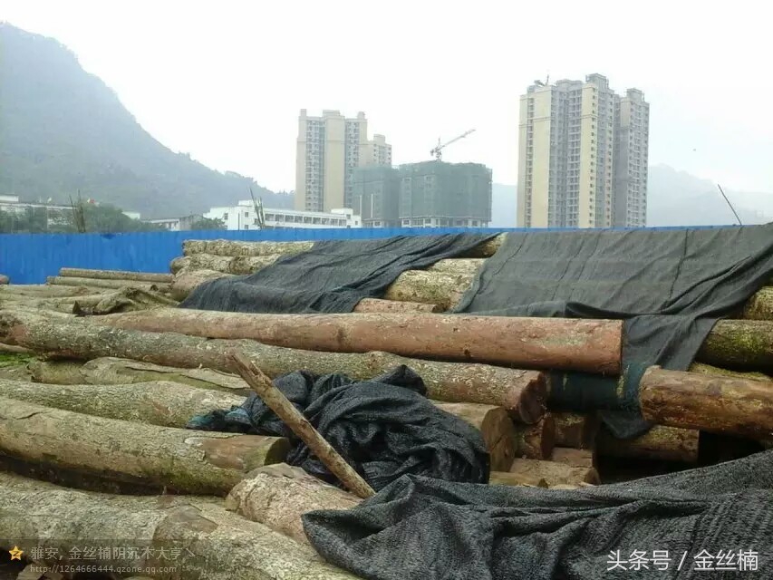 十大珍贵木材之金丝楠木,中国古老的三棵金丝楠木