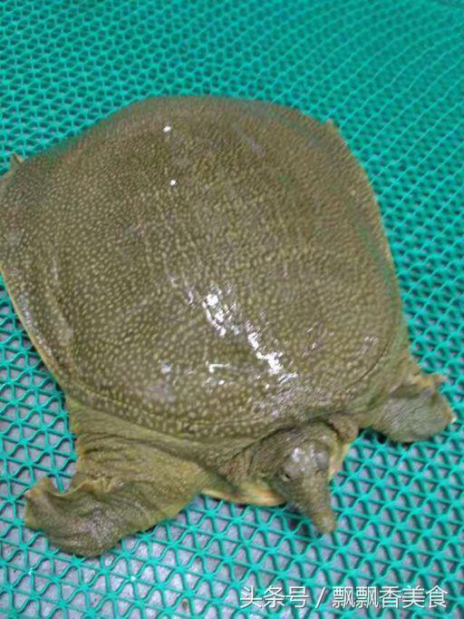 特点主打菜红烧野生甲鱼,江浙沪的红烧甲鱼