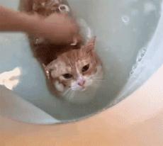 这不科学最不喜欢水的喵星人竟然带着浴帽洗澡还一脸享用