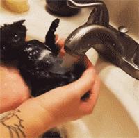 这不科学最不喜欢水的喵星人竟然带着浴帽洗澡还一脸享用