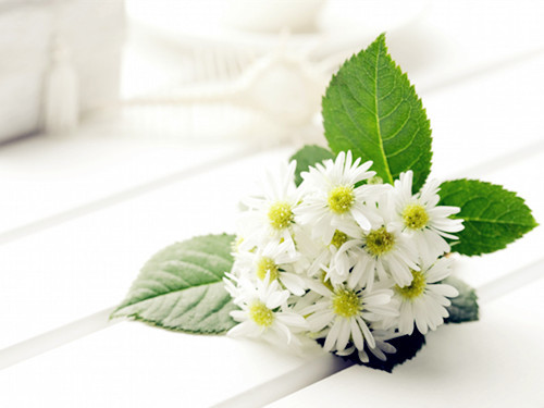 枸杞子菊花茶泡水喝的功效与禁忌,胖大海罗汉果菊花茶的功效与作用