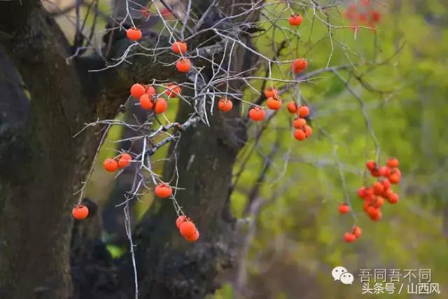 柿子冷落寒风里——稷山游子在深情回望