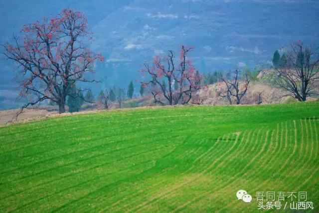 柿子冷落寒风里——稷山游子在深情回望