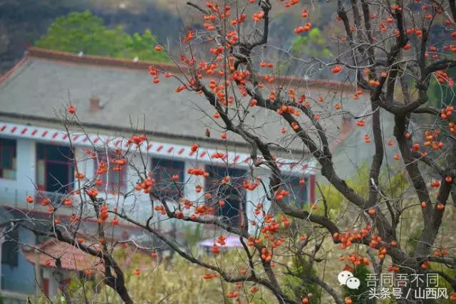 柿子冷落寒风里——稷山游子在深情回望