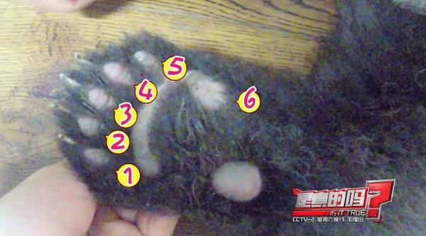 大熊猫第六个手指,大熊猫前手有几个手指