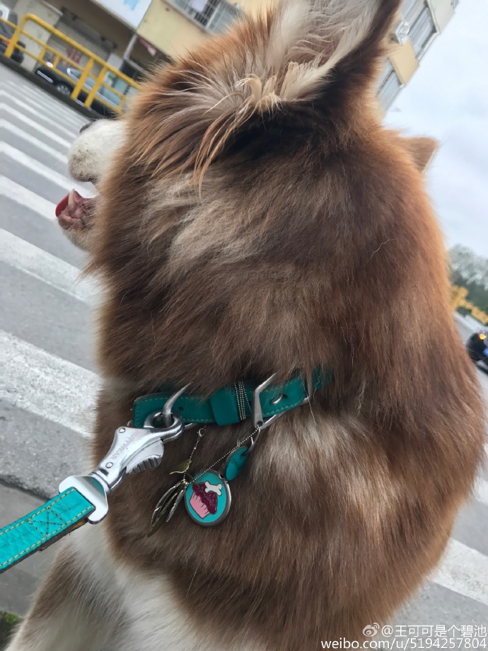 王思聪20万买日本大师设计项链给狗戴这是讽刺吴亦凡权志龙？