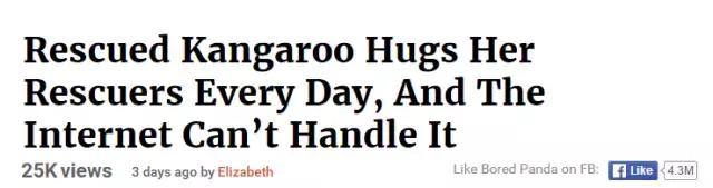 最懂得感恩的袋鼠，十年来每天拥抱救命恩人！袋鼠界的一股清流