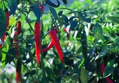 长沙生活体验,长沙打工真实生活