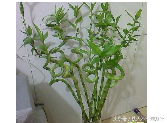 家里养开花的花有什么讲究吗,家里养哪种花最好有什么作用