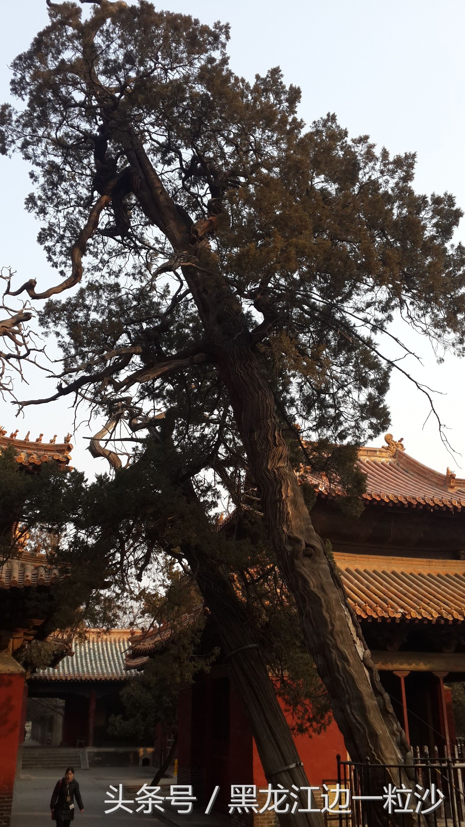 曲阜孔庙旅游免费攻略,走进孔子的故乡山东曲阜孔庙