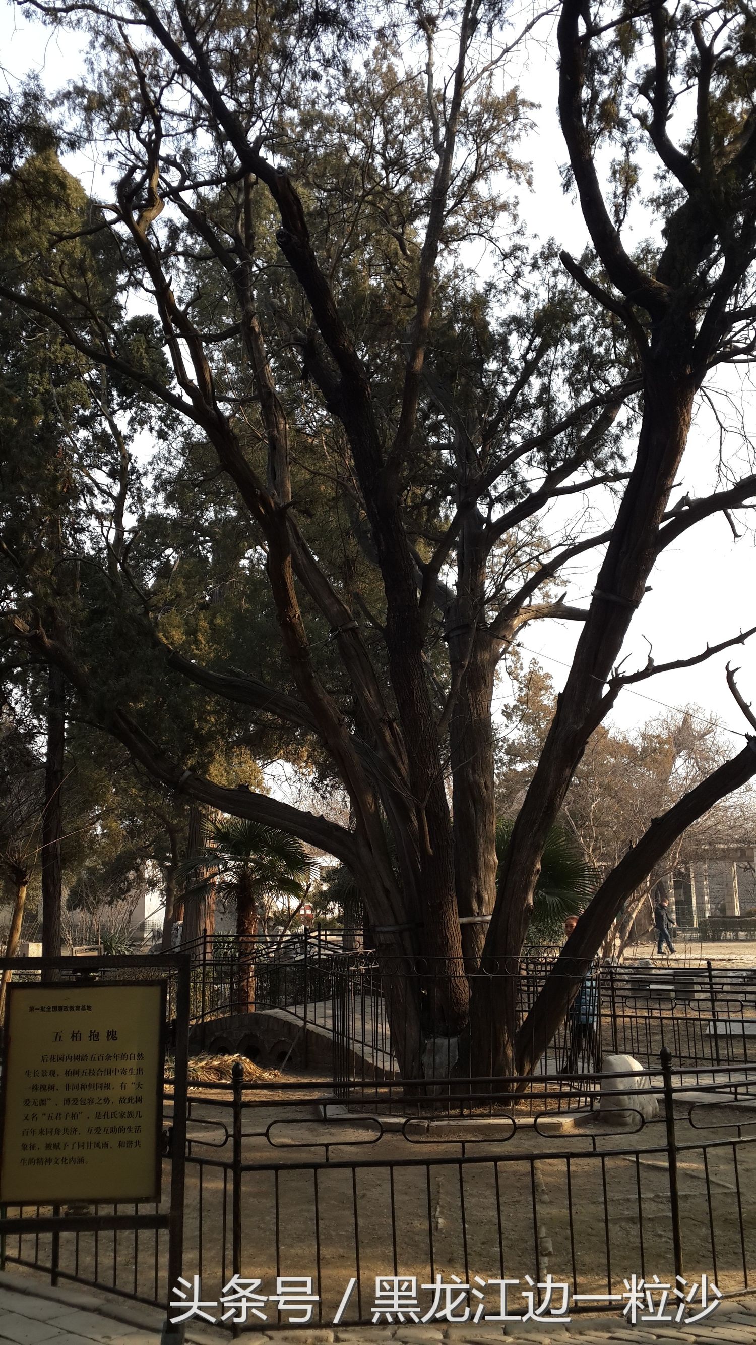 曲阜孔庙旅游免费攻略,走进孔子的故乡山东曲阜孔庙