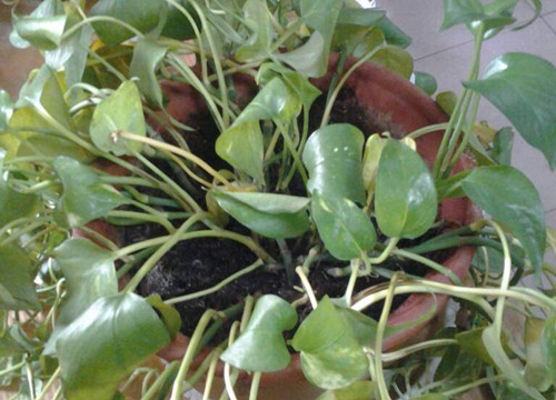 绿萝浇水一般多长时间浇一次,绿萝浇水浇多的补救方法