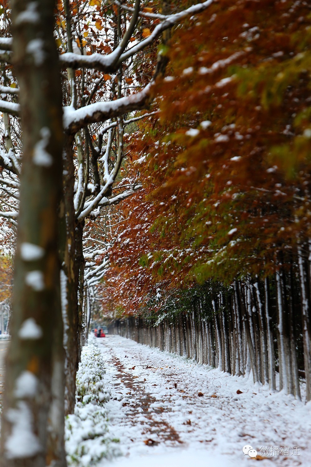 雪中宿迁，素颜都美到窒息！