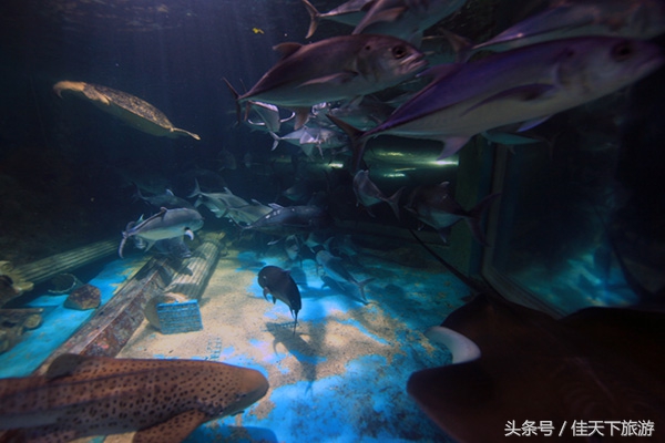 深圳小梅沙海洋世界游乐,深圳小梅沙海洋世界一日游