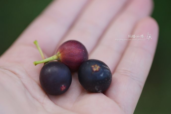 最漂亮的无花果树,高清无花果美图