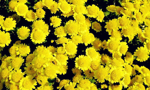 枸杞子菊花茶泡水喝的功效与禁忌,胖大海罗汉果菊花茶的功效与作用