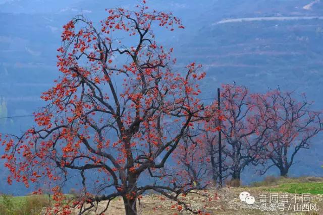 柿子冷落寒风里——稷山游子在深情回望