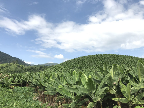 金三角从地狱到天堂的蜕变,金三角的经历