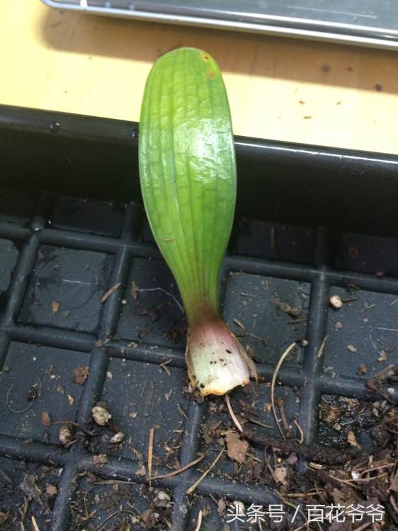 君子兰繁殖叶插,君子兰叶插繁殖方法注意事项