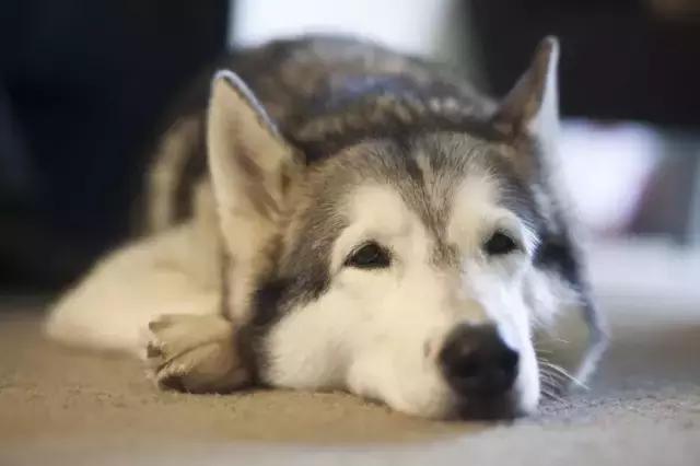 哈士奇犬的缺点和优点秒懂,哈士奇是狗界最出名的犬种吗