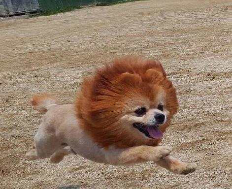 野生动物园猛兽区出逃咬死人,杭州野生动物园猛兽出逃