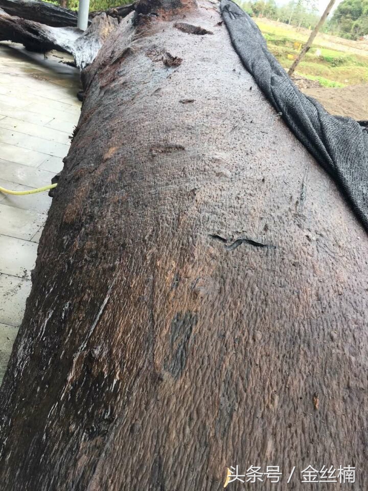 十大珍贵木材之金丝楠木,中国古老的三棵金丝楠木