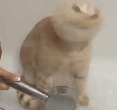 这不科学最不喜欢水的喵星人竟然带着浴帽洗澡还一脸享用