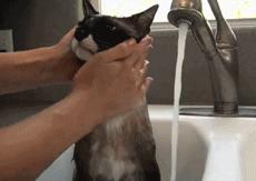 这不科学最不喜欢水的喵星人竟然带着浴帽洗澡还一脸享用