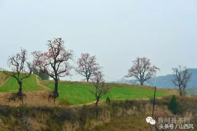 柿子冷落寒风里——稷山游子在深情回望