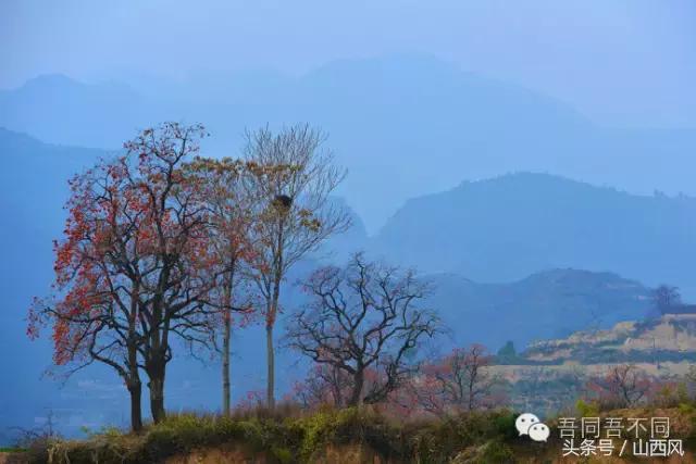 柿子冷落寒风里——稷山游子在深情回望