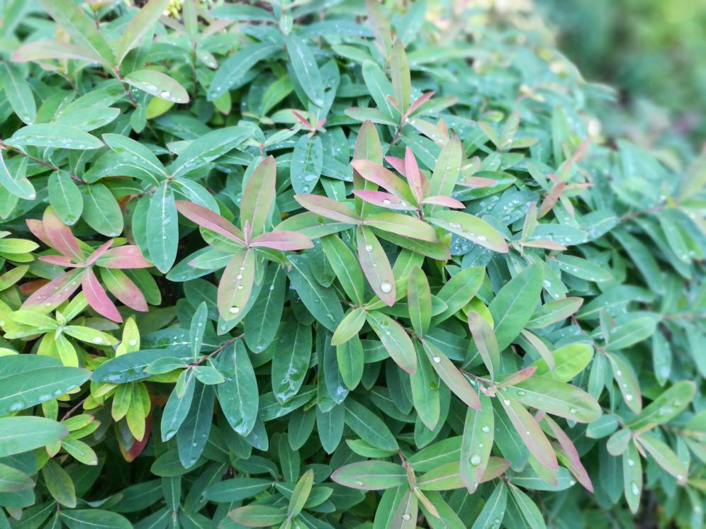 光荣畅玩6x值得购买吗,光荣畅玩6x开箱图赏