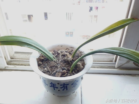 君子兰繁殖叶插,君子兰叶插繁殖方法注意事项