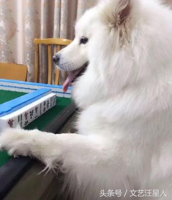 三只狗组成的麻将铁三角