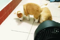 三只狗组成的麻将铁三角