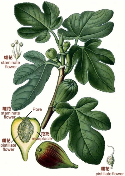 最漂亮的无花果树,高清无花果美图