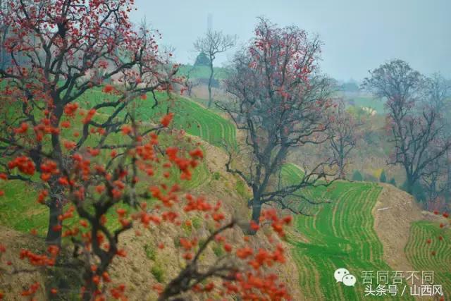 柿子冷落寒风里——稷山游子在深情回望