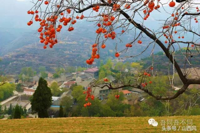 柿子冷落寒风里——稷山游子在深情回望
