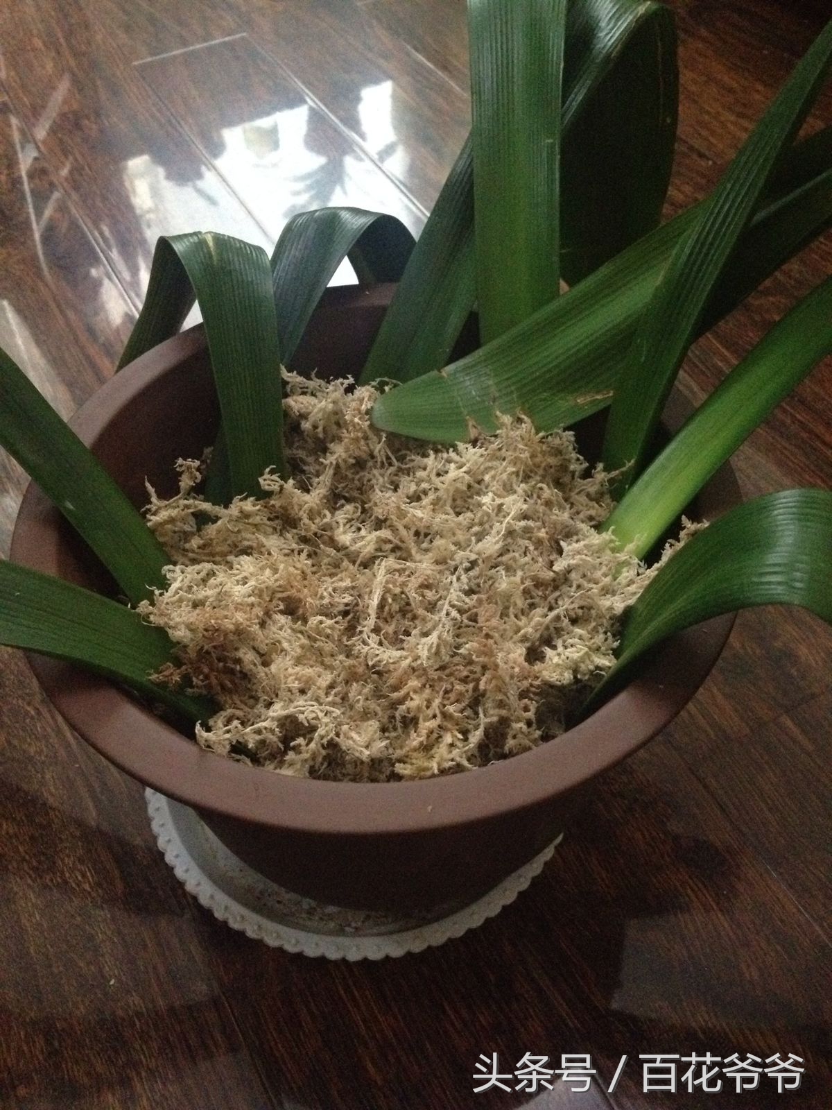 君子兰繁殖叶插,君子兰叶插繁殖方法注意事项