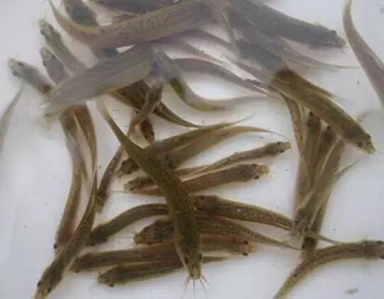 藕田养殖泥鳅效益倍增诀窍,一亩藕田能养多少泥鳅苗