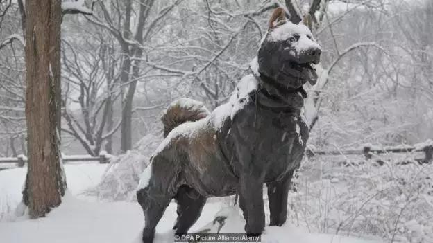 哈士奇犬的缺点和优点秒懂,哈士奇是狗界最出名的犬种吗