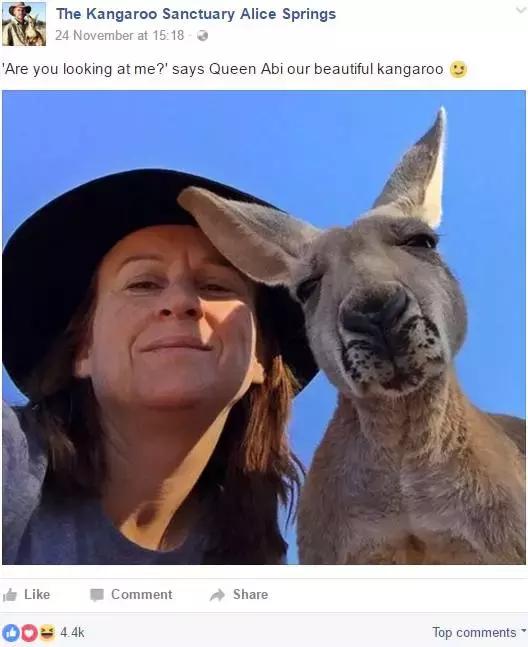 最懂得感恩的袋鼠，十年来每天拥抱救命恩人！袋鼠界的一股清流