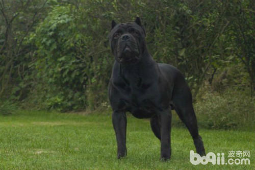 霸气侧漏的五种优秀护卫犬,盘点不花钱既好养的护卫犬