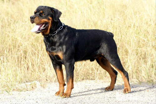 霸气侧漏的五种优秀护卫犬,盘点不花钱既好养的护卫犬