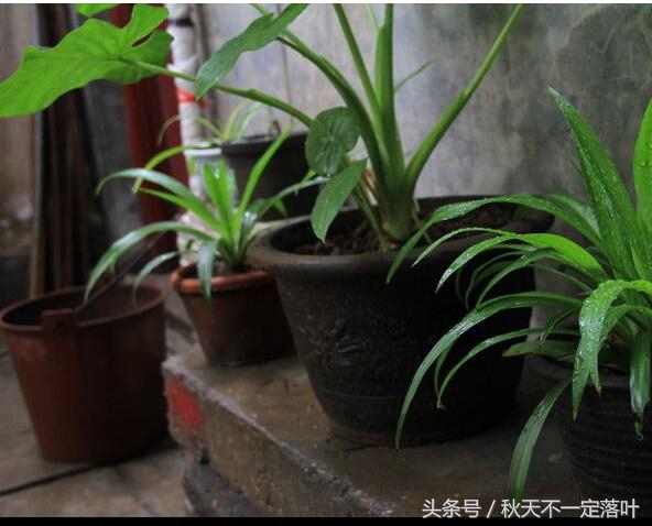 家里养开花的花有什么讲究吗,家里养哪种花最好有什么作用