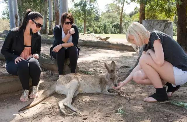 最懂得感恩的袋鼠，十年来每天拥抱救命恩人！袋鼠界的一股清流