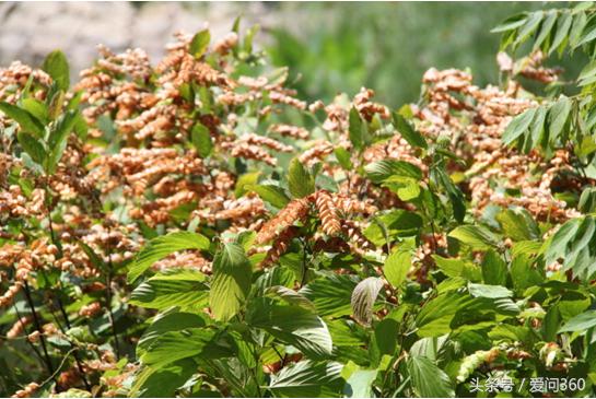 中药千斤拔什么功效呢,千斤拔治风湿配什么中药有特效
