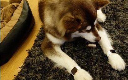 这炫富方式绝了！唐嫣LV包、权志龙天价项链都被王思聪的狗怼了