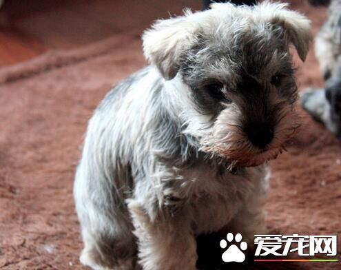 雪纳瑞要怎么养,雪纳瑞吃什么狗粮比较合适